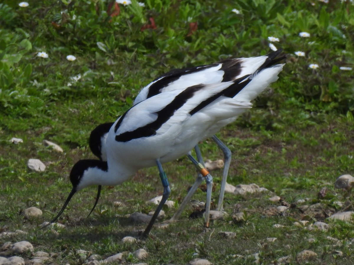 Peter Coslett. tweet media