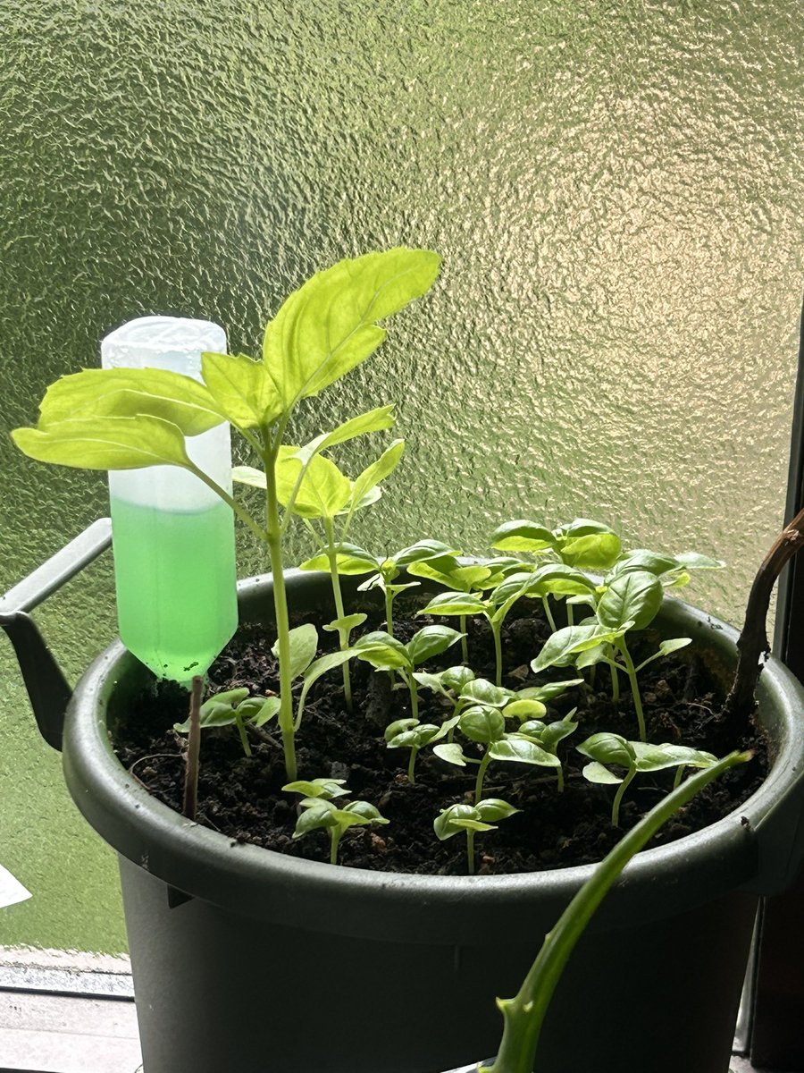 去年わざわざ伸びたバジル🌿の種が鉢に落ちて、帰ってきたら芽が出ていて、母が可愛いがっていました。嬉しいですね✨✨🌿💕