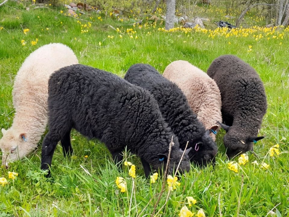 Kesätyöntekijät saapuivat 😍 #ålandsfår #suomenlammas #ennallistaminen #perinnemaisema #luontokato #saaristo