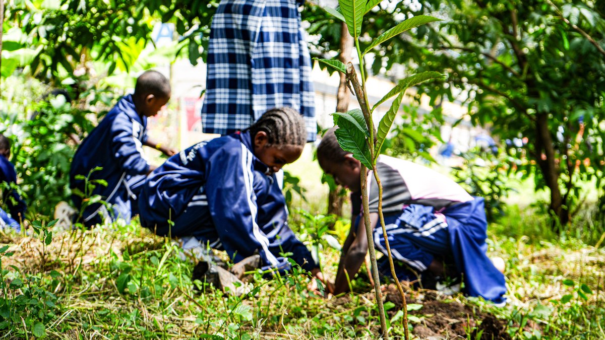 Wildlife Clubs of Kenya (@clubswildlife) on Twitter photo <a href="/ClubsWildlife/">Wildlife Clubs of Kenya</a>, in collaboration with <a href="/NairobiCityGov/">Nairobi City County</a>, engaged Wildlife Club members of Muthurwa Primary School in a fruit tree-planting project within their compound.
Situated near the #NairobiRiver and the bustling #MuthurwaMarket, the school grapples with challenges such as <a href="/ClubsWildlife/">Wildlife Clubs of Kenya</a>, in collaboration with <a href="/NairobiCityGov/">Nairobi City County</a>, engaged Wildlife Club members of Muthurwa Primary School in a fruit tree-planting project within their compound.
Situated near the #NairobiRiver and the bustling #MuthurwaMarket, the school grapples with challenges such as