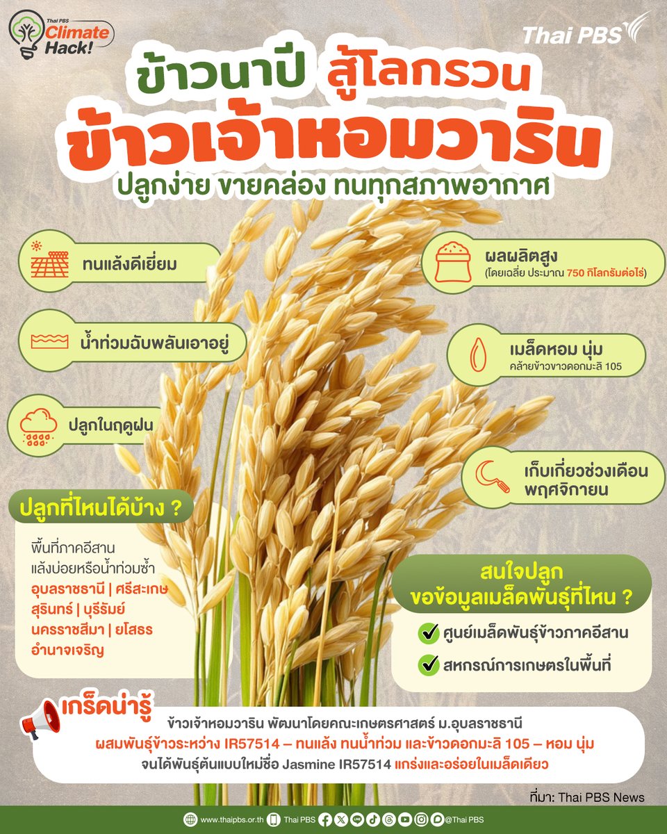 ThaiPBS's tweet photo. ข้าวนาปี สู้โลกรวน #ข้าวเจ้าหอมวาริน ทางเลือกใหม่ของชาวนาไทยในพื้นที่เสี่ยงภัย
ทั้งหอม นุ่ม ทนทุกสภาพอากาศ เหมาะกับแถบอีสานบ้านเฮา 💪

🌾 ข้าวเจ้าหอมวาริน พัฒนาโดยคณะเกษตรศาสตร์ ม.อุบลราชธานี เกิดจากการผสมพันธุ์ข้าวระหว่าง IR57514 – ทนแล้ง ทนน้ำท่วม และข้าวดอกมะลิ 105 – หอม นุ่ม จนได้พันธุ์ต้นแบบใหม่ชื่อ Jasmine IR57514 ที่ทั้งแกร่ง และกินอร่อยในเมล็ดเดียว 

🟠 ข้าวเจ้าหอมวาริน มีดีอย่างไร ?
▪️ทนแล้งดีเยี่ยม
▪️น้ำท่วมฉับพลันเอาอยู่
▪️ผลผลิตสูง ไม่ต้องลุ้น (โดยเฉลี่ย ประมาณ 750 กิโลกรัมต่อไร่)
▪️เมล็ดคุณภาพ หอม นุ่ม คล้ายข้าวขาวดอกมะลิ 105

🟠 สนใจปลูก / ขอข้อมูลเมล็ดพันธุ์ได้ที่ไหน ?
✔️ ศูนย์เมล็ดพันธุ์ข้าวภาคอีสาน
✔️ สหกรณ์การเกษตรในพื้นที่

📌 อ่านข่าวเพิ่มเติม https://t.co/JRRIs9Zy1d 

#ThaiPBS #ClimateHack #ภาวะโลกรวน #ClimateChangeAdaptation