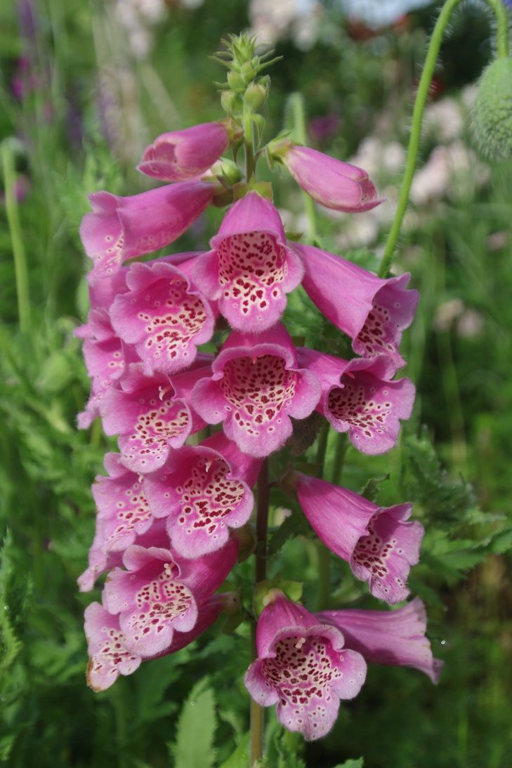 gontanokoneroku's tweet image. Foxglove 🥰

#Photography #Foxglove #Digitalis