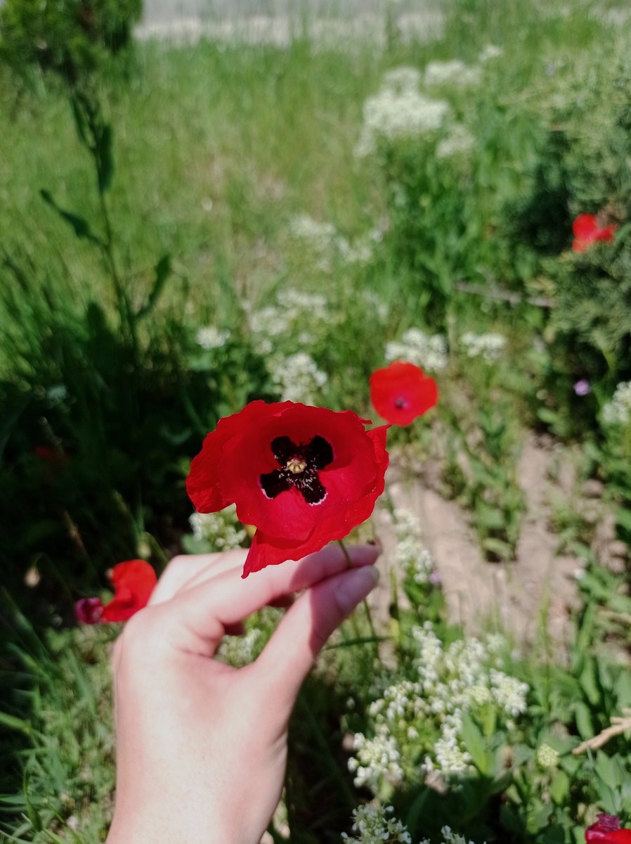 mTlsulTan's tweet photo. Papaver rhoeas
#poppyrose https://t.co/8F51sEJZvN