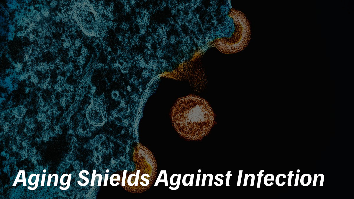 arnasstucinskas's tweet image. Could aging evolve to stop chronic infections? lifespan.io/news/is-aging-… #PathogenControl #ImmuneAging #LongevityParadigm #AdaptiveAging