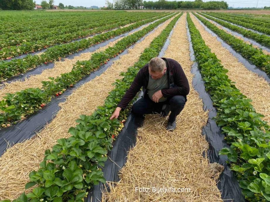 makatourism's tweet photo. Погледах емисију “Аграр” и чух ријечи Ђорђа Вакчића из Мале Обарске код Бијељине који је засадио поље јагода. Трудницама и женама с малом дјецом поручио је да могу доћи и бесплатно јести јагоде директно с поља. 

Господине, од срца Вам желим све најбоље у животу. 🍓❤️ https://t.co/Jgo9EstAdn