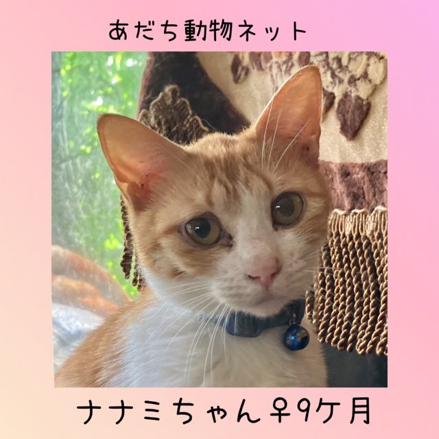 adachi_satooya's tweet photo. ナナミ/メス/約８~９か月/不妊済
人なつこくかわいい性格😊
多頭飼いのお家で育ったので、他の猫とも仲良く暮らせます。なでてあげるとコロンと横になって甘えモードに。
よく他の猫と一緒にいますのでお留守番が長いお宅では、2頭飼いをお勧めします。
＃6/1足立区役所
＃第あだち保護猫たちの譲渡会 https://t.co/MvxEzEeZfM