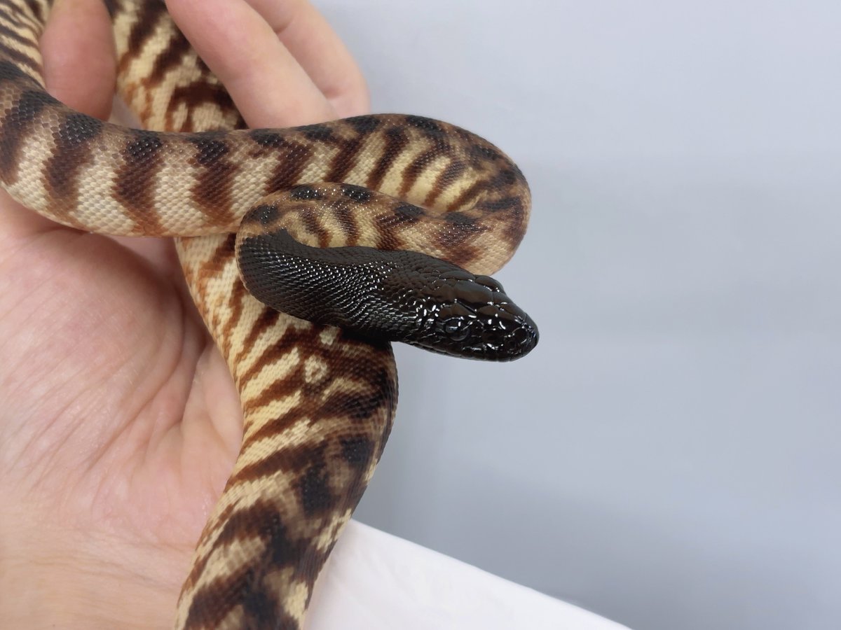 かねだい伊勢原店【爬虫類】女子 tweet media