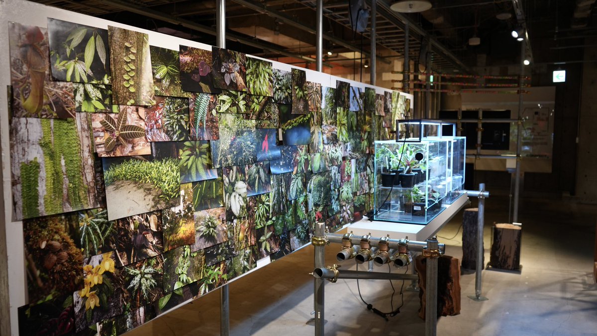 Hanatakient's tweet image. 【イベント情報 開催明日18日まで!】
◼️東京・表参道: Biophilia
LOOSEJOINTS 25SS POP UP CIBONE with STRAIGHT」
「展足-Insect Preparation-」販売中!
表参道に面したファッションブランド店、CHANEL様が目標!同ビル地下一階にて開催中です。ぜひお越し下さい。