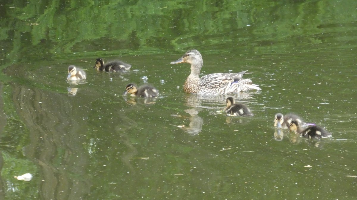 prin1969's tweet photo. A selection of wildlife seen on my walk this morning
#photosfromawalk
#lymm
#bridgewatercanal https://t.co/ZUVPrWYJm1