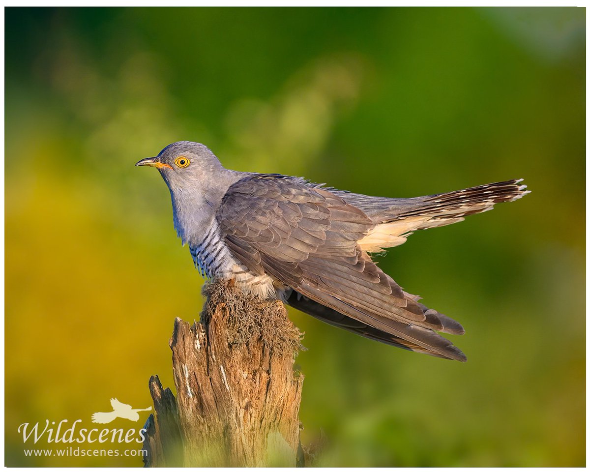 John Gardner (@wildscenesuk) on Twitter photo Male cuckoo looking dapper in the early morning light.
<a href="/BBCSpringwatch/">BBC Springwatch</a> <a href="/Natures_Voice/">RSPB</a> <a href="/UKNikon/">Nikon UK & Ireland</a>
#nikon180-600 #soundsofspring #birdsoftwitter Male cuckoo looking dapper in the early morning light.
<a href="/BBCSpringwatch/">BBC Springwatch</a> <a href="/Natures_Voice/">RSPB</a> <a href="/UKNikon/">Nikon UK & Ireland</a>
#nikon180-600 #soundsofspring #birdsoftwitter