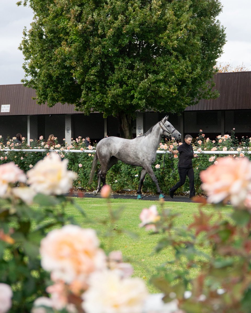 FlemingtonVRC's tweet photo. Rain, hail or shine π
Thank you to all who joined us on course today for Andrew Ramsden Race Day!
See you on Sat 7 June for VRC Country Race Day.
#Ramsden #Flemington https://t.co/EjvNDpxlTW