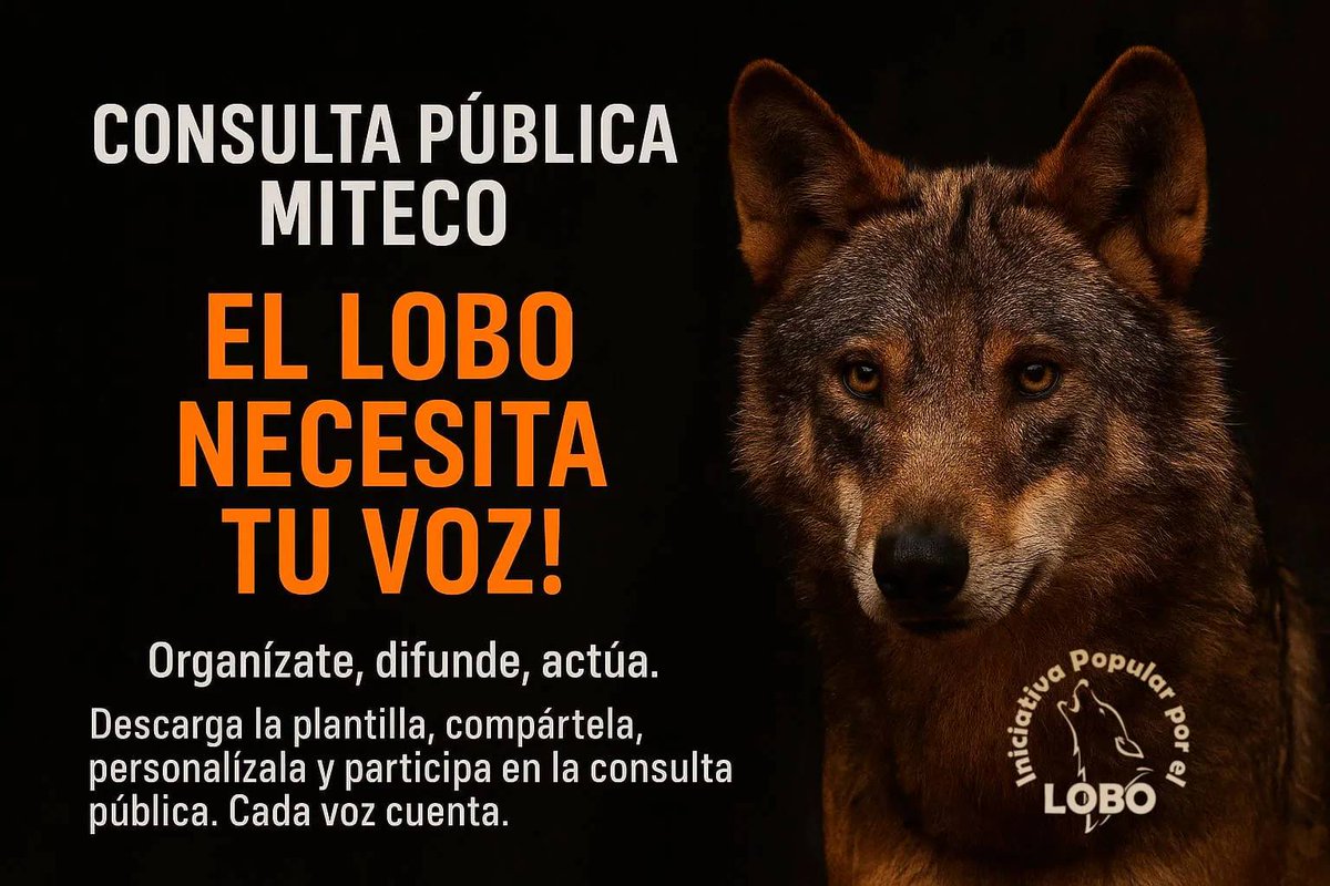 ¡El lobo necesita tu voz! El MITECO ha abierto una consulta pública que puede cambiar el destino del lobo ibérico en España. Hasta el 12 de junio puedes participar rellenando esta plantilla redactada por Iniciativa Popular por el LOBO loboiberico.info/el-lobo-necesi…