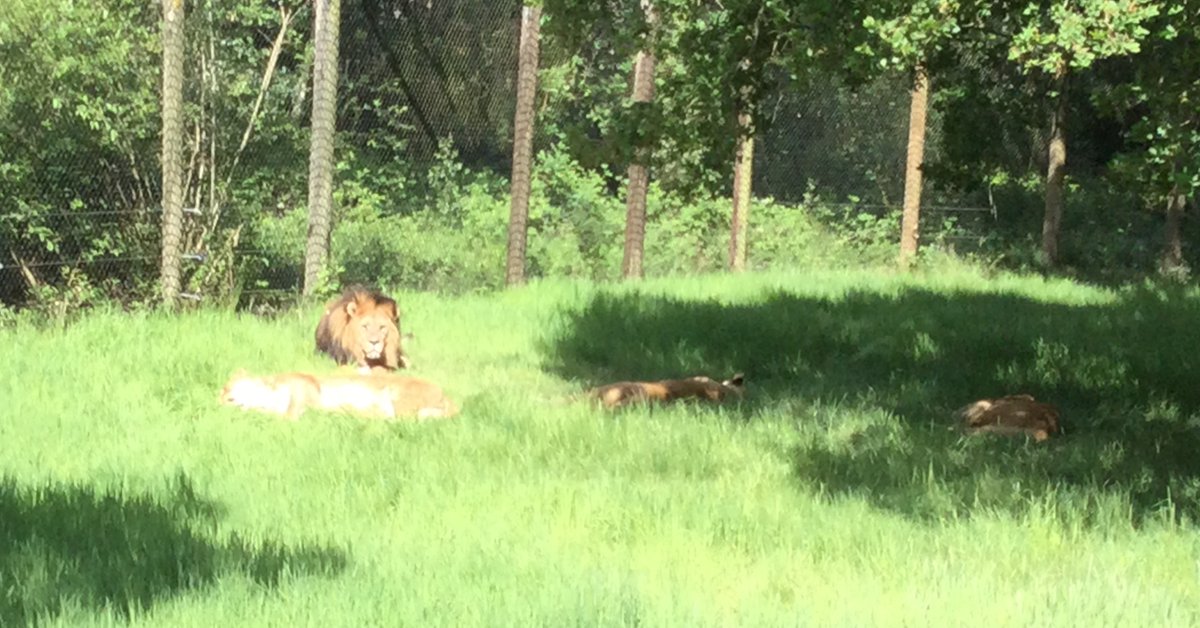 Beacon CE Primary (@beaconceprimary) on Twitter photo Reception had a roaring good time at <a href="/KnowsleySafari/">Knowsley Safari</a>. From towering giraffes to curious lions, the excitement was non-stop. What a wild adventure! π¦π¦π―π¦πΊ#FirstHandExperiences #KnowsleySafariPark Reception had a roaring good time at <a href="/KnowsleySafari/">Knowsley Safari</a>. From towering giraffes to curious lions, the excitement was non-stop. What a wild adventure! π¦π¦π―π¦πΊ#FirstHandExperiences #KnowsleySafariPark