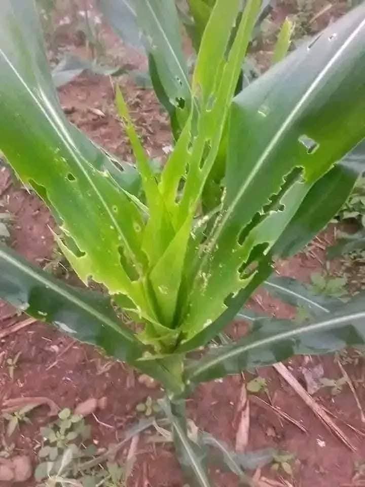 uclaire570's tweet photo. Look how fall armyworm damage maize !!
This pest promoted by wet weather and poor crop hygiene.
It feeds on the cob and reduces harvest.
Control with neem extracts, systemic insecticides, timely scouting, and crop rotation.
#CropProtection #AgroTips https://t.co/Ltr16sHTEP