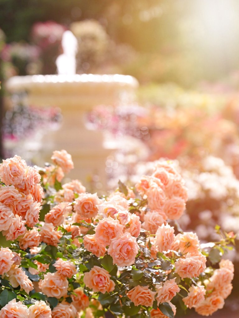 2IivuUY2Tf73393's tweet photo. 京成バラ園の薔薇。 https://t.co/on3zlXZ9Kf