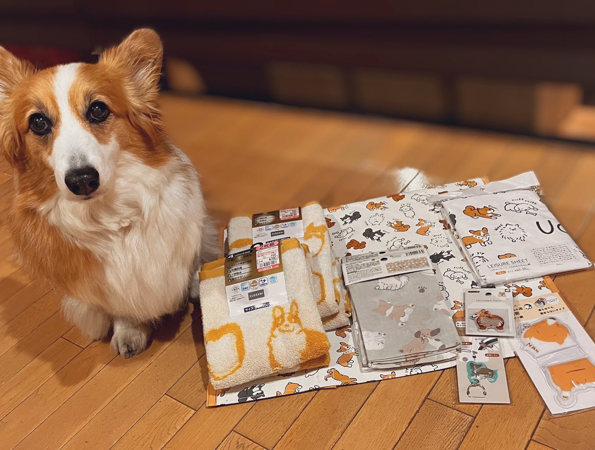 お買い物コーギー❣️ 2024F-2 | ミニチュアダックス、コーギー専門ブリーダー 子犬販売 ONLY