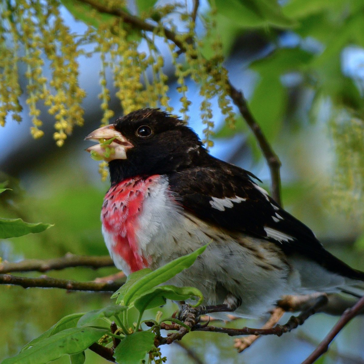 Male Rose-breasted Grosbeak enjoying a bedtime snack. The female was nearby but didn’t want her photo taken with her beak full. 
Magee Marsh, OH
#MageeMarsh #BWIAB #Birds #BirdTwitter #TwitterBirds