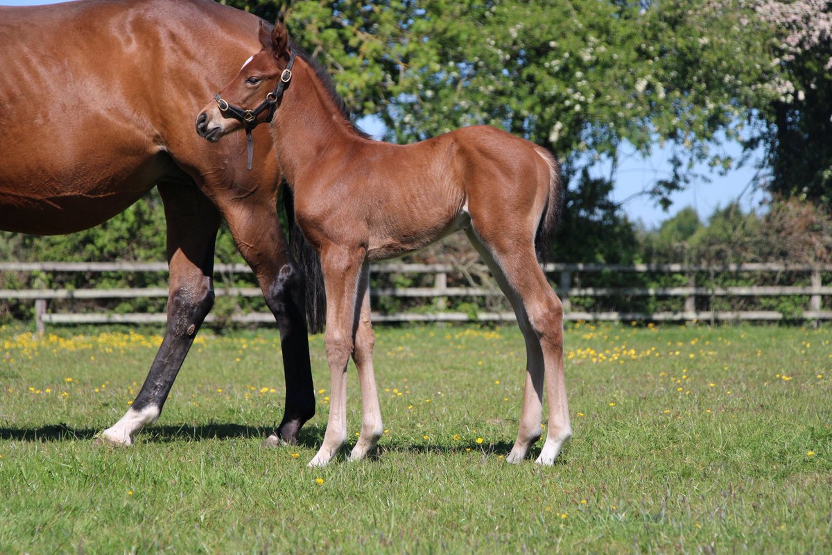 The end of the foaling season is near with the arrival of this 6 day old colt by Phoenix of Spain (<a href="/IrishNatStud/">Irish National Stud</a>). He’s the third foal out of 92 rated One Last Look (Fastnet Rock), from the family of G1 French Guineas winner Elusive Wave. 

#RPFoalGallery <a href="/rpbloodstock/">Racing Post Bloodstock</a>