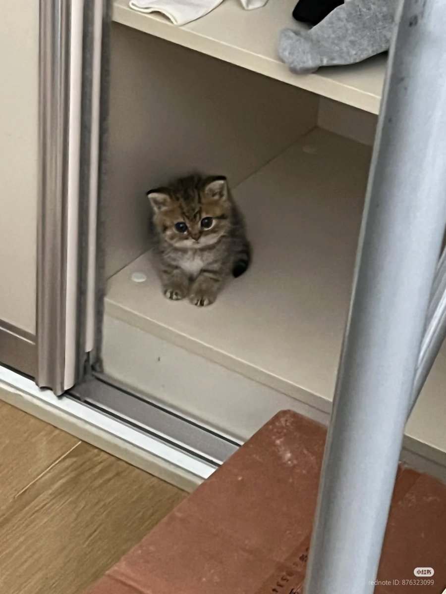 No Context Cats tweet media