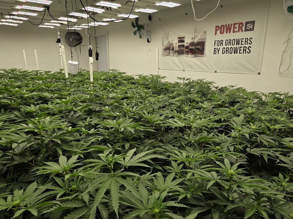 PieDough-close
Tangie Runtz-far

Thinking about getting new LEDs and undercanopys, anyone have any suggestions?