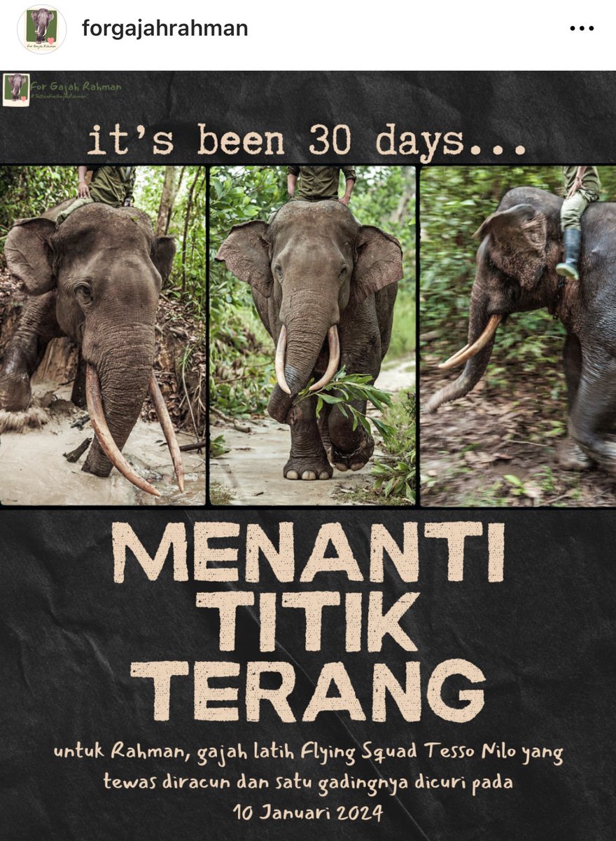 ImsorryLZJ's tweet photo. @tanyarlfes Jgn lupa up kasusnya gajah rahman jg ya kaka kaka. Gajah rahman adalah former kapten di tesso nilo. Dia gugur dlm tugasnya. Diracun, diambil 1 gadingnya tp blm mendapat keadilan. https://t.co/Cg8EuHCY8L