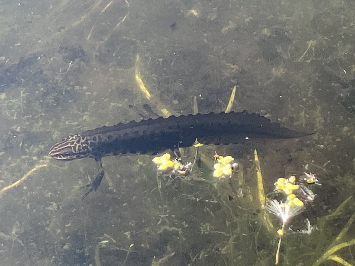 How smartly dressed is this fellow in my pond? #smoothnewt <a href="/withpondlife/">pondlife</a> <a href="/SomersetWT/">Somerset Wildlife Trust</a> <a href="/Natures_Voice/">RSPB</a>