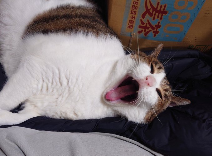 @ObakeKorogis ありがと! 