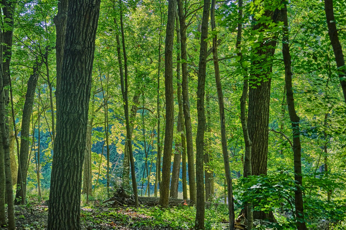 MortonArboretum's tweet photo. The Arboretum joins @lincolnparkzoo, @brookfield_zoo, @chicagobotanic, and @shedd_aquarium in co-signing today’s Chicago Tribune op-ed, opposing proposed changes to the Endangered Species Act. These changes threaten the habitats of endangered plant and animal species, pushing them closer to extinction.

🌳 U.S. forest ecosystems are vital, supporting thousands of species and providing essential services like air purification, water protection, and resilience against extreme weather. Yet, we continue to lose critical forest cover, leading to species extinction.

Our dedicated staff with the Arboretum’s Center for Species Survival for Trees collaborates nationwide to protect and restore these vital ecosystems.

Read the op-ed: https://t.co/bA9vxAWnPt

If you’ve ever made a meaningful memory in nature, we urge you to help protect the Endangered Species Act. 📢 Submit your comments against the proposed changes to the U.S. Fish and Wildlife Service by May 19: https://t.co/GkTMkjsrhT.