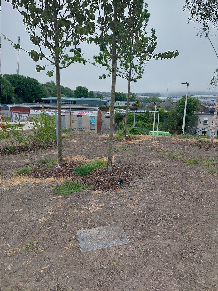 Gorgie Collective (@gorgiearts) on Twitter photo Hi <a href="/edinhelp/">Edinburgh Council Help</a>. With rain forecast daily from 22nd-29th May, it is the perfect time to sow grass seed and/or lay turf 🌱
Can you pls confirm that the barren earth in Sauchiebank Gardens in Dalry Community Park will finally be grassed this month? Thanks
#Dalry #community #park Hi <a href="/edinhelp/">Edinburgh Council Help</a>. With rain forecast daily from 22nd-29th May, it is the perfect time to sow grass seed and/or lay turf 🌱
Can you pls confirm that the barren earth in Sauchiebank Gardens in Dalry Community Park will finally be grassed this month? Thanks
#Dalry #community #park