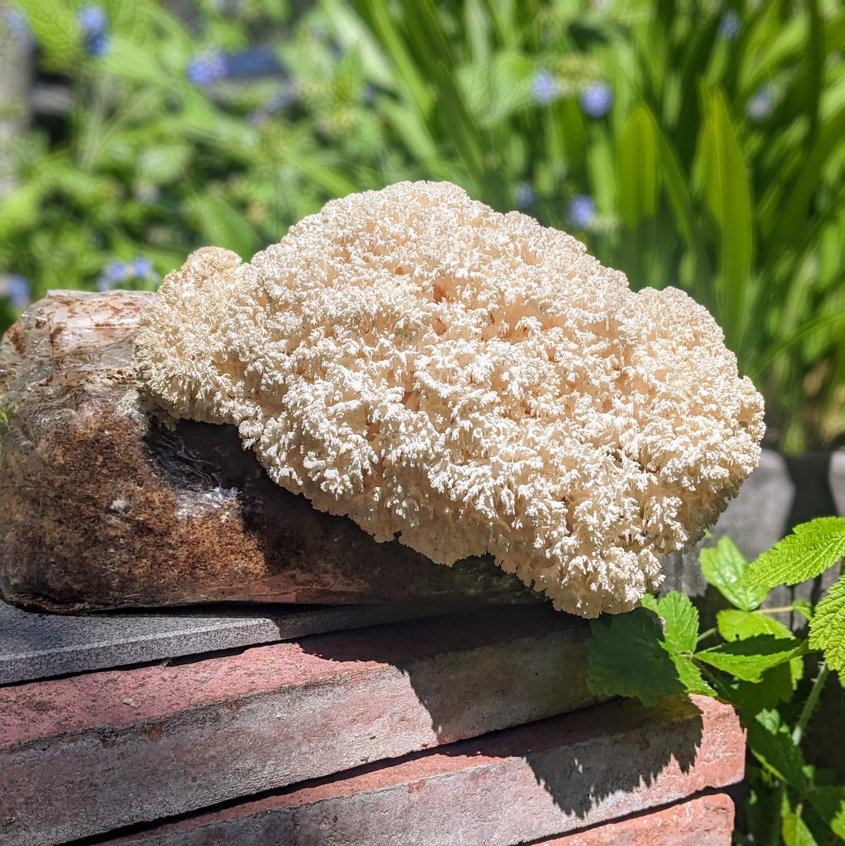 The Lockdown Garden (@gardenlockdown) on Twitter photo 