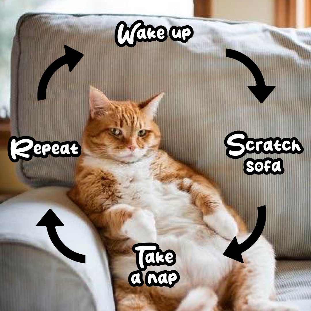 SofaCat daily