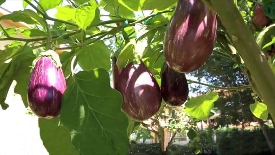 SharingProjects's tweet image. #orto

L'Orto Miracoloso di Mangano: Un'Innovazione Agricola che Sfiora la Magia
Francesco Mangano, un artigiano calabrese di Taurianova, ha conquistato il prestigioso "Premio Calabria che lavora", consacrando la sua geniale invenzione: l'orto sull'albero. Immaginate: un Solanum…