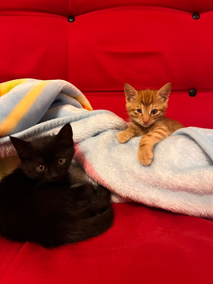 GhostChapelle's tweet photo. Yuva arıyoruz😻 Sarı erkek, bir gözü yarım görüyor, diğer gözü görüyor. Siyah  kız, bir sağlık sorunu yok. 1,5 aylıklar. İç dış parazitleri yapıldı. Kum eğitimleri var, kuru mama yiyorlar. Öncelikli beraber ya da ayrı ayrı yuvalandırılacaklar.
İstanbul #kedi https://t.co/4p1psAVePn