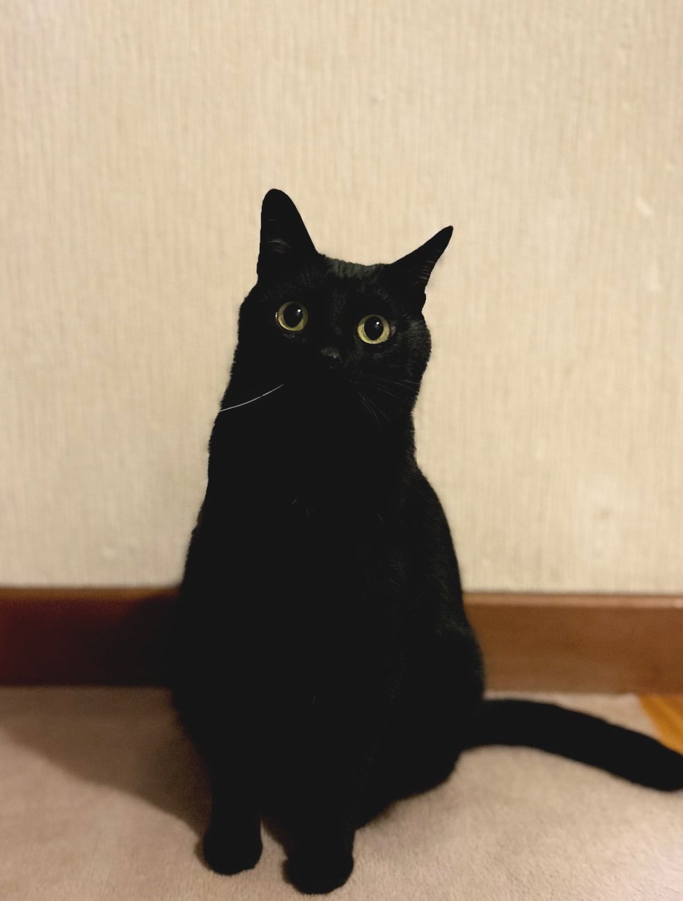 【専用】黒猫様 AZONE INTERNATIONAL::キャラクタードール::商品詳細