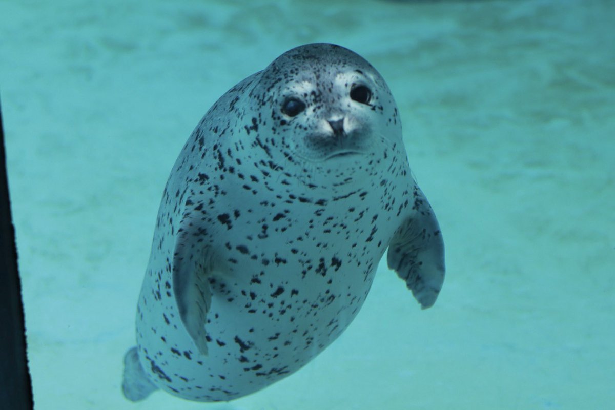 かわいい…かわいい…

2025.05 #男鹿水族館GAO
#スカイ