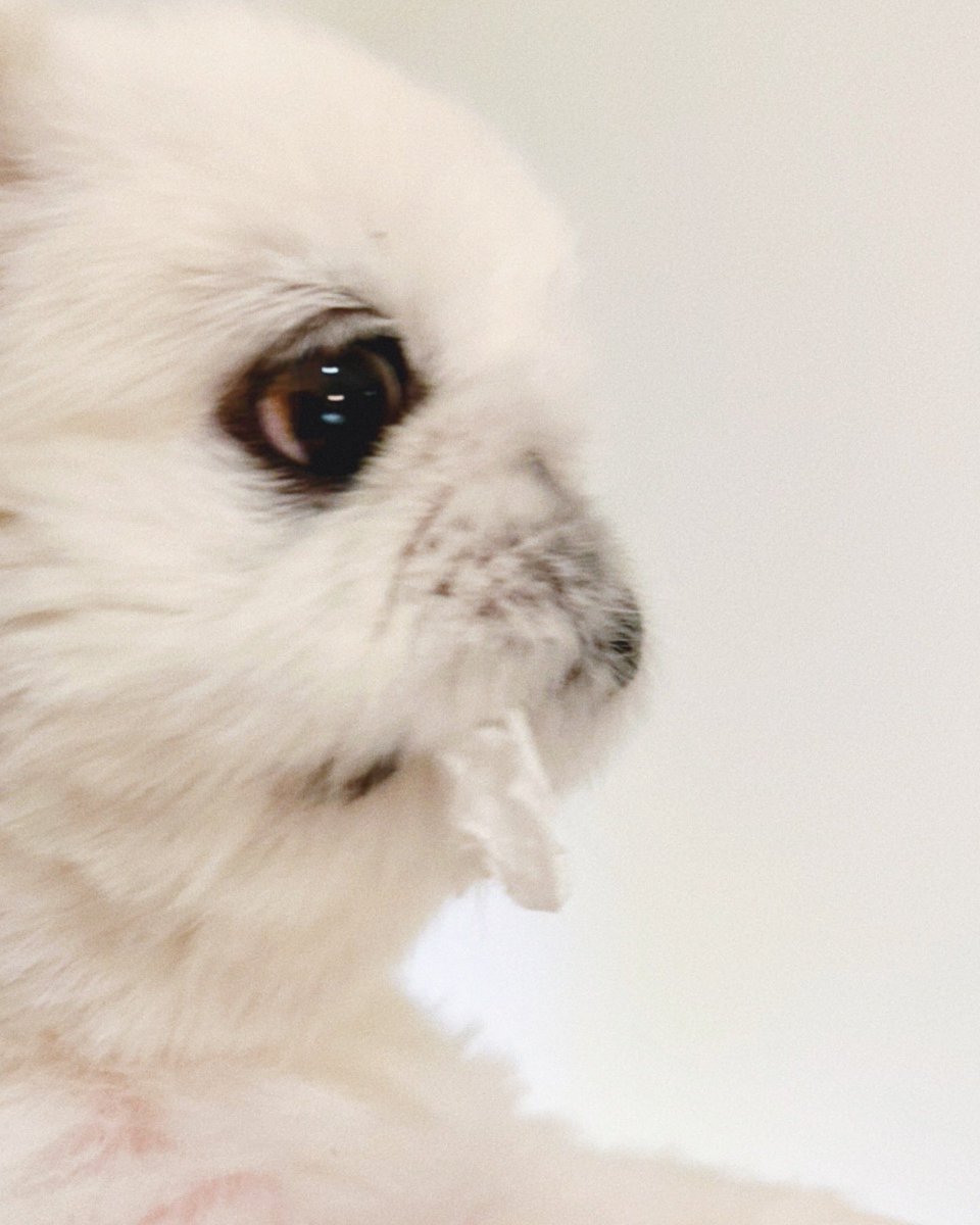 toufukun_pe's tweet image. かたくなに目を合わせようとしない、、、
間違いなく何かの犯人である🤔
#何かの犯人
#とうふくん #ペキニーズ #pekingese #페키니즈