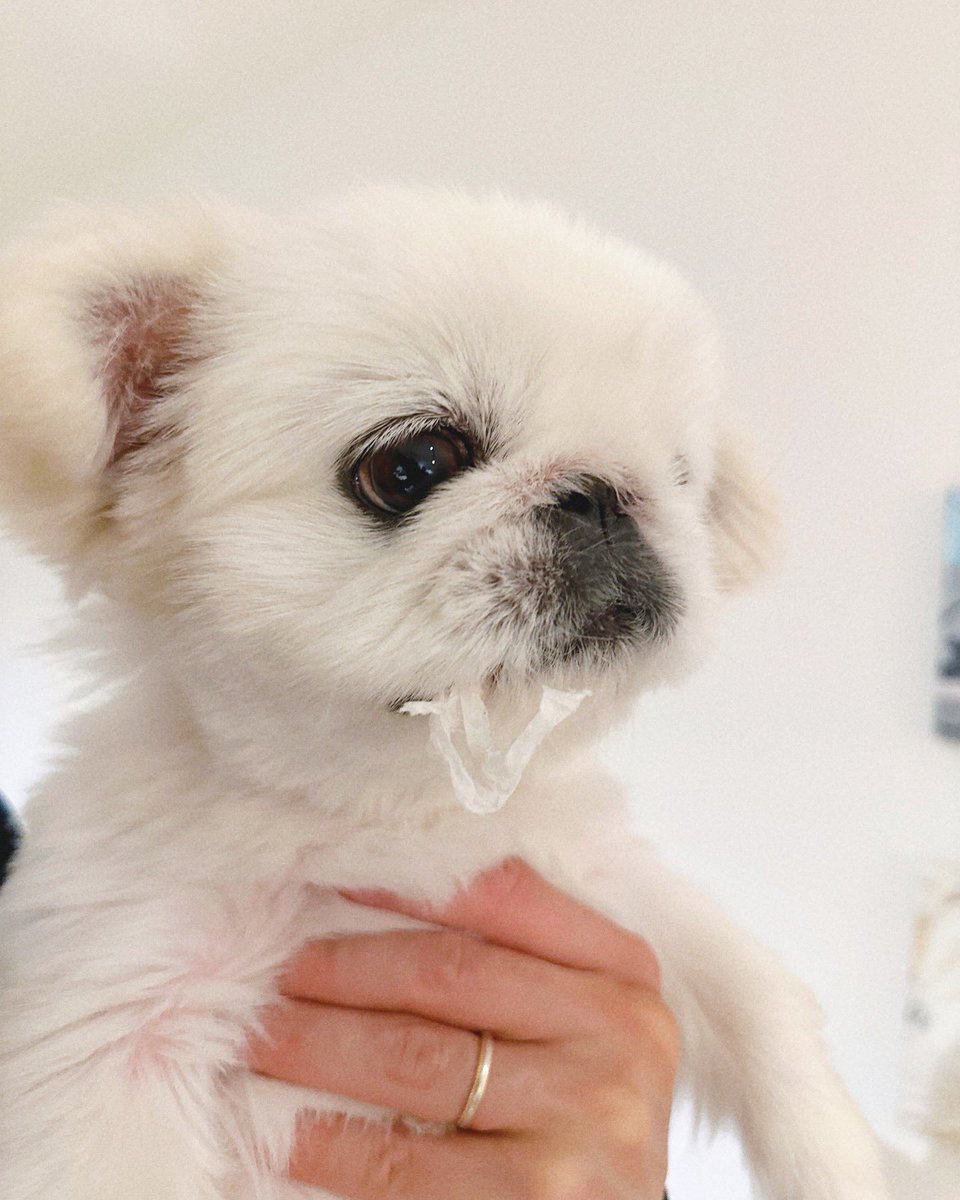 toufukun_pe's tweet image. かたくなに目を合わせようとしない、、、
間違いなく何かの犯人である🤔
#何かの犯人
#とうふくん #ペキニーズ #pekingese #페키니즈