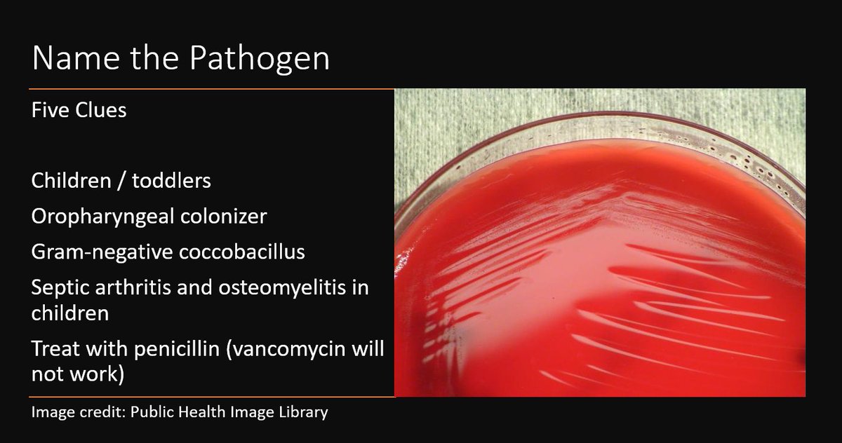 MayoClinicINFD's tweet photo. Weekend Digest

Name the Pathogen

Five Clues
1. Toddlers / children
2. Oropharyngeal colonizer
3. Fastidious Gram-negative coccobacillus
4. Septic arthritis and osteomyelitis in children
5. Treat with penicillin (vancomycin will NOT work) https://t.co/VyFr48ElyH