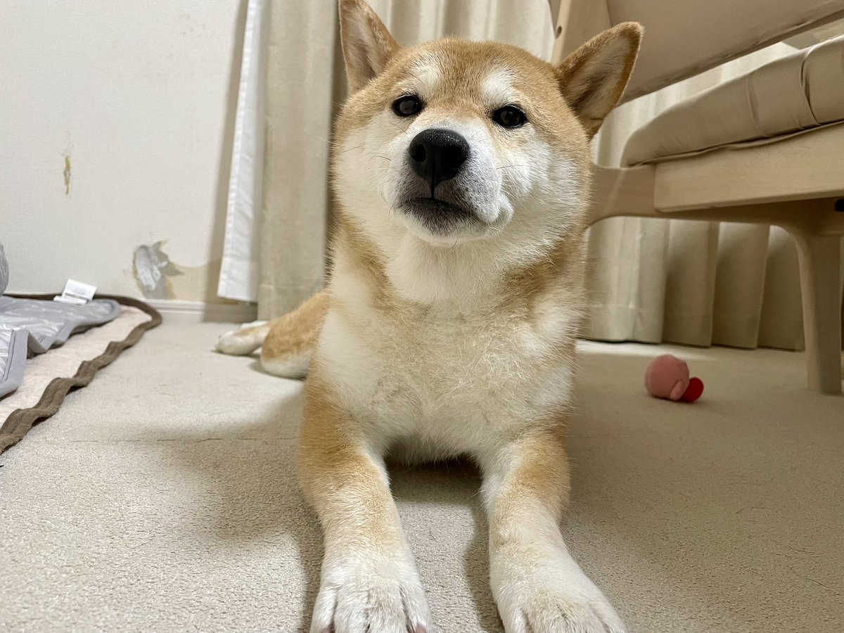 芝犬です。 芝犬です。 芝犬です。 柴犬のちよ (@M9B7gThSF11HI46) / X