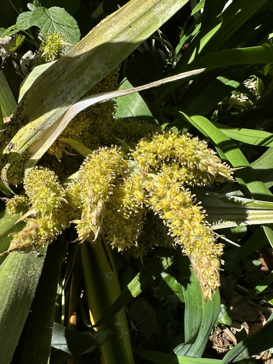 acherontiadex's tweet photo. Astlelia chathamica (silver spear) flowering #gardenplants #astelia https://t.co/RIrlT1vjj6