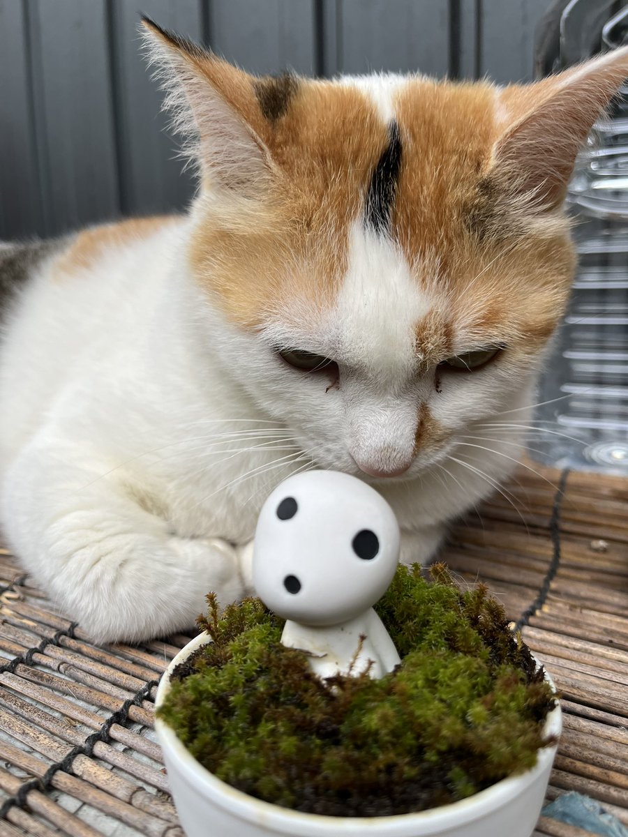 kuni_channell's tweet photo. #猫 #愛猫 #cat #ねこ #可愛い #盆栽 https://t.co/Casn6qnBMP @YouTubeより https://t.co/mOcas9LTYJ