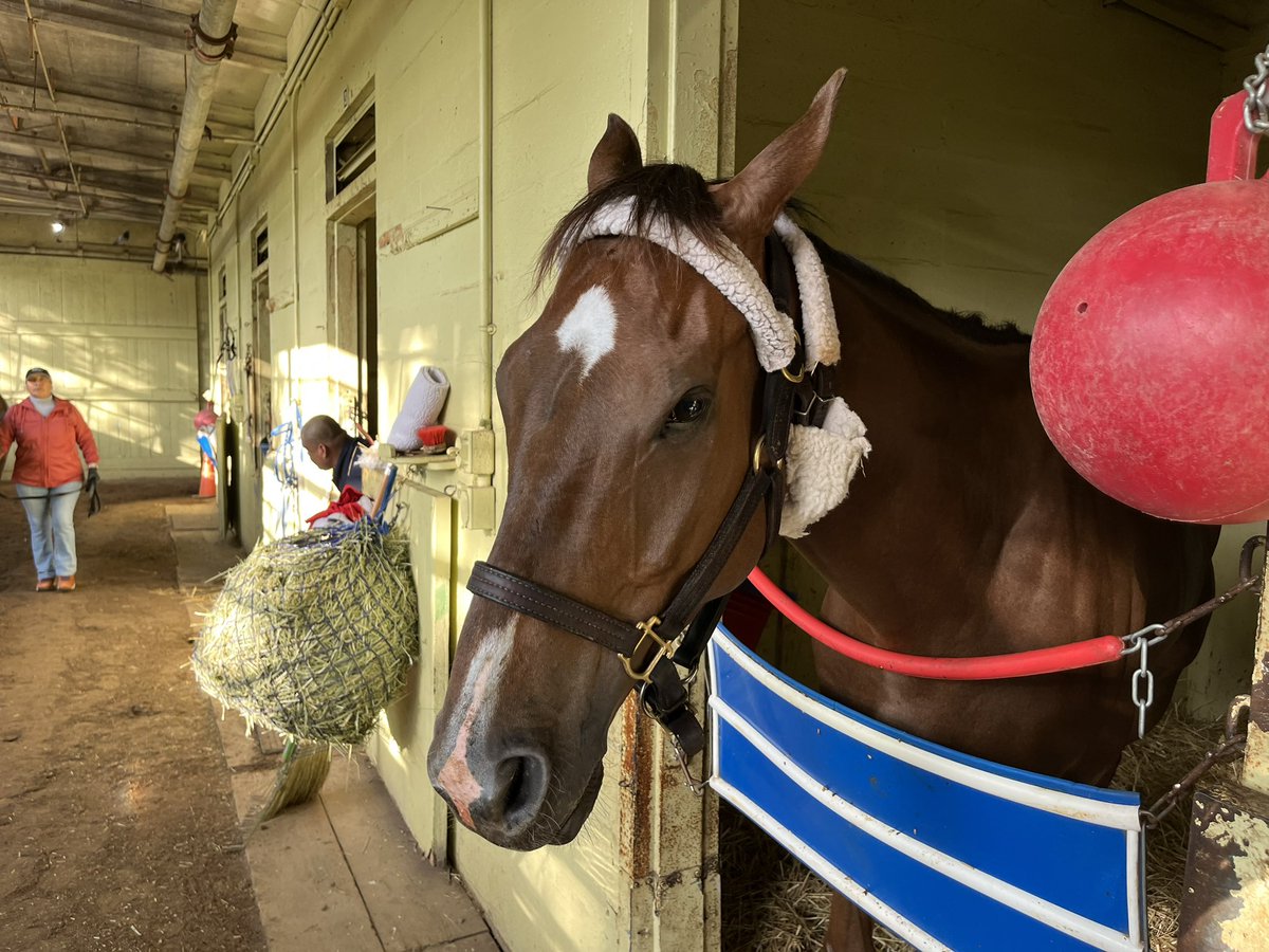 Lolita Shivmangal Trainer (@lolaraces) on Twitter photo Provision w <a href="/LaneJLuzzi/">Lane J.Luzzi</a> up ๐๐ฟ entered in the 2nd at The Big A today! Good luck to the Connections ๐ <a href="/TheNYRA/">NYRA (๐ฝ)</a> <a href="/RealBackstretch/">The Real Players Inside The Backstretchโข๏ธ</a> Provision w <a href="/LaneJLuzzi/">Lane J.Luzzi</a> up ๐๐ฟ entered in the 2nd at The Big A today! Good luck to the Connections ๐ <a href="/TheNYRA/">NYRA (๐ฝ)</a> <a href="/RealBackstretch/">The Real Players Inside The Backstretchโข๏ธ</a>