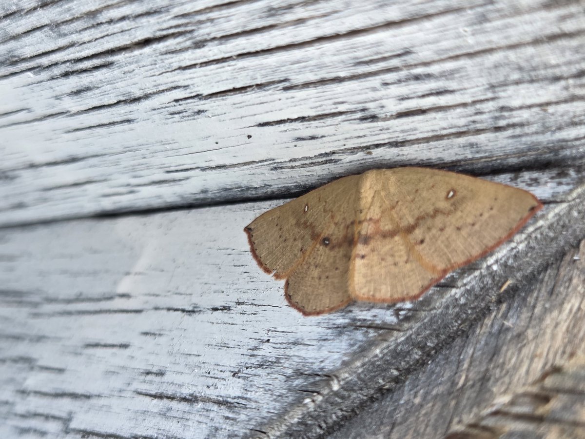 lfcfrymod1's tweet photo. @MOTHIDUK can you id please https://t.co/t7Ub4rsoqe