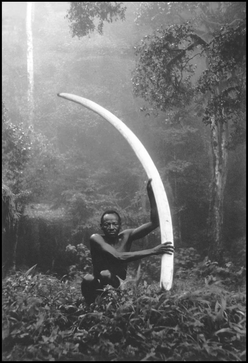 Man with elephant tusk, from "The End of the Game". 1950s

Peter Beard https://t.co/GRcM6yWsZX