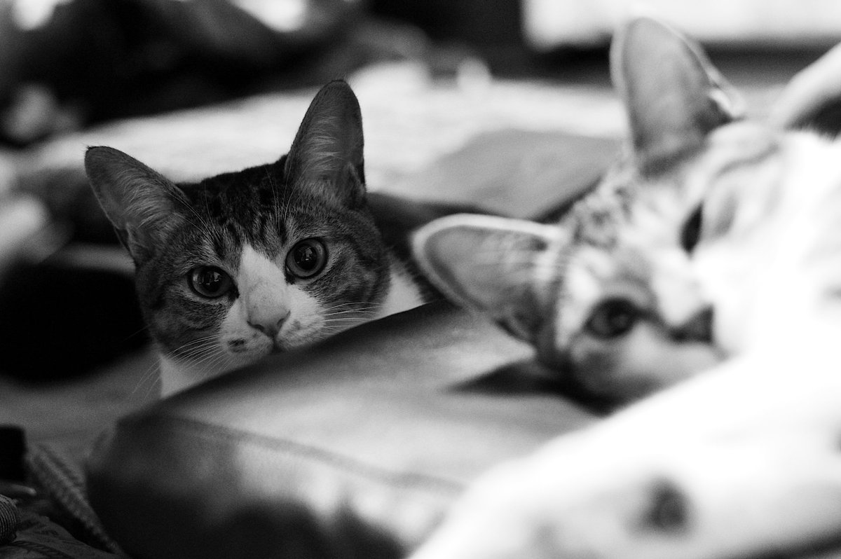 ViviとFufu