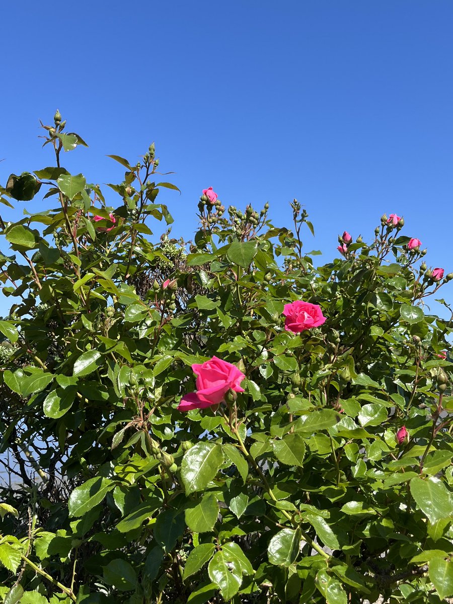 The roses are up and running in year 28 of a bush on the edge of Galway Bay that gets blasted by gales all winter but keeps on ticking with zero maintenance aside from an autumnal height reduction. #burren