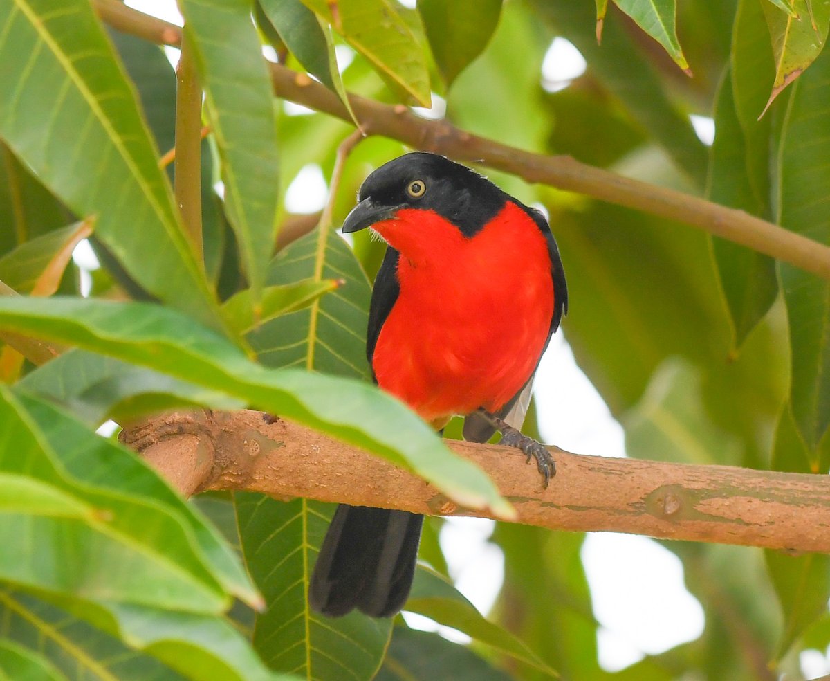 A colourful Black-headed Gonolek in Juba.
My 🇸🇸 Bird of the Week. #BirdsSeenIn2025