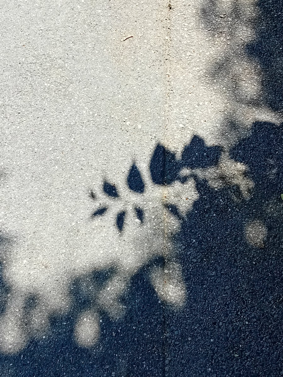 VVB_LJ's tweet photo. 17. V. 2025, 13:32

#PavementPoem
#ShadowPoem https://t.co/h4GieSMgj5
