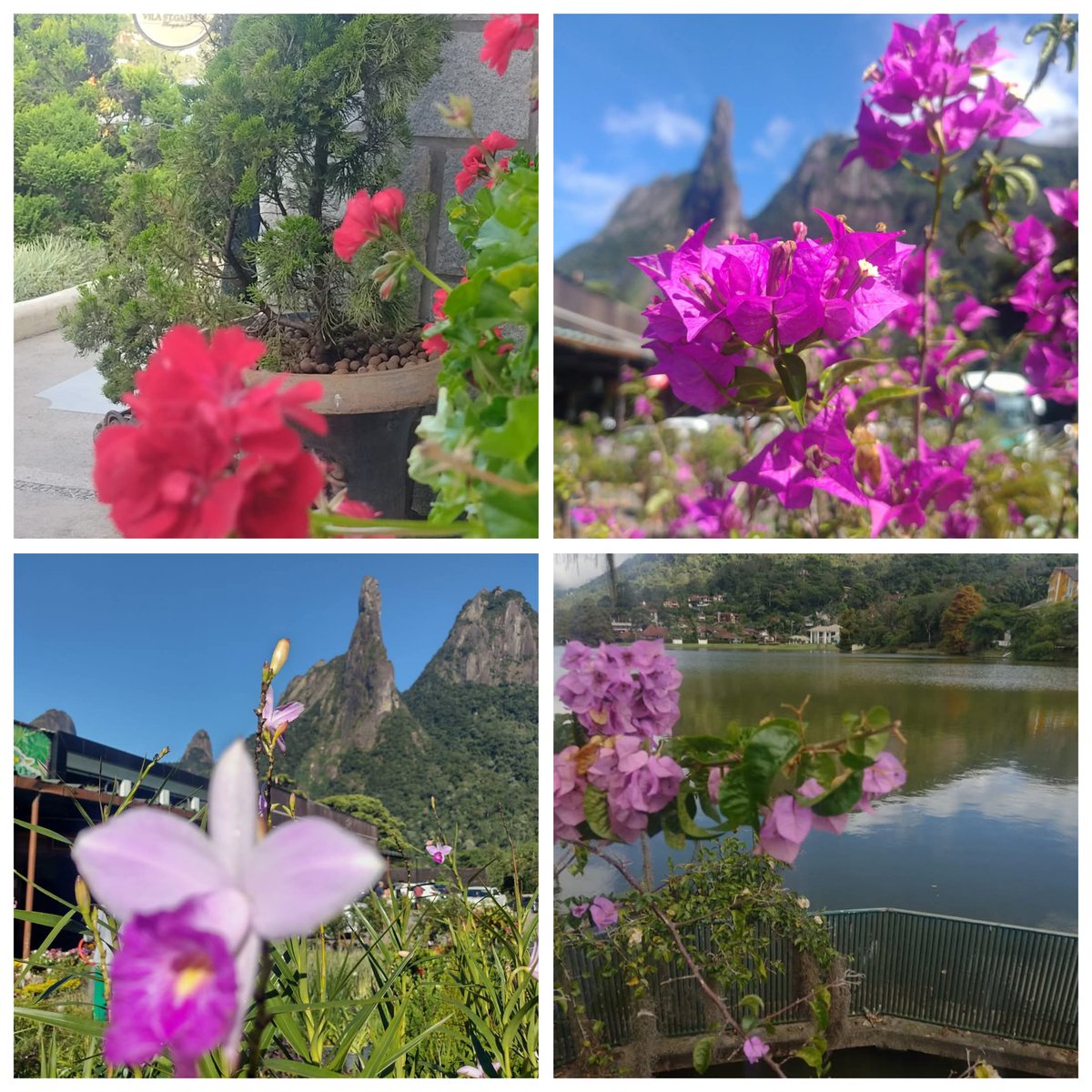 SandroM73059409's tweet image. FLORES NA FOTO - Teresópolis/RJ

A vida é mais bela com viagens e flores.
Sandro Mendes

#pazebem
#floresnafotosm