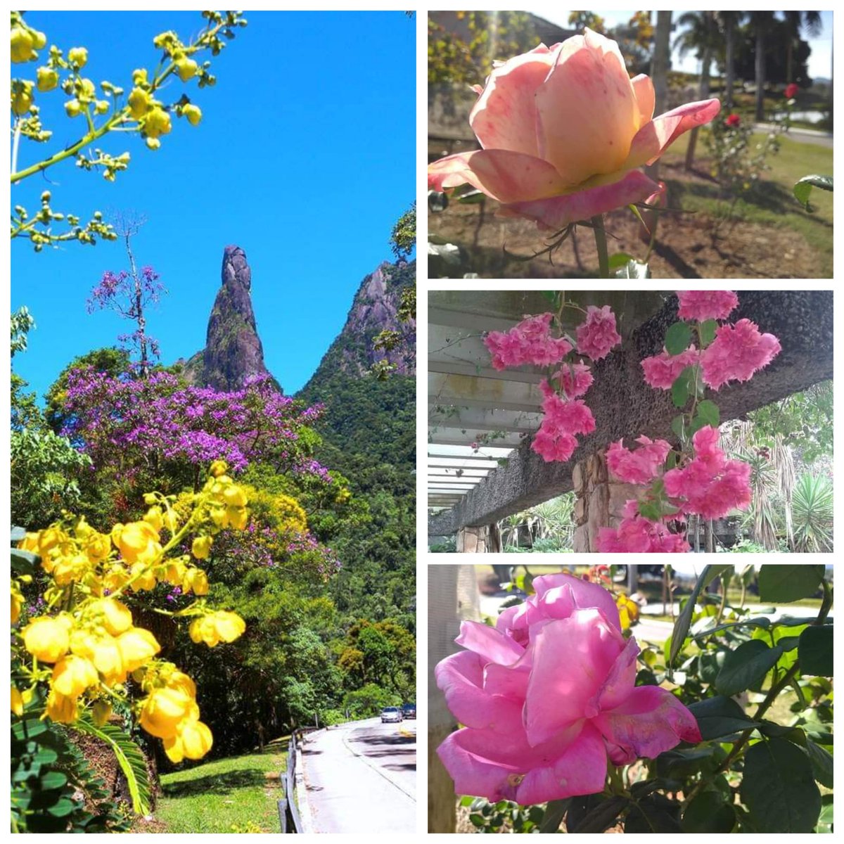 SandroM73059409's tweet image. FLORES NA FOTO - Teresópolis/RJ

A vida é mais bela com viagens e flores.
Sandro Mendes

#pazebem
#floresnafotosm